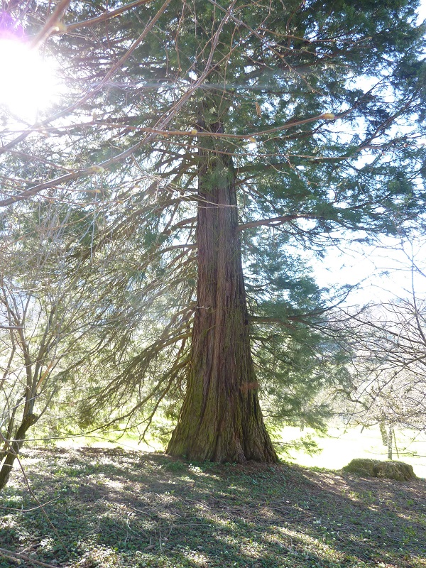 Séquoia géant à xxx