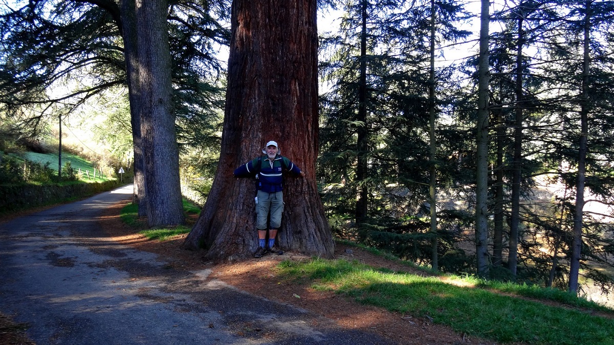 Séquoia géant à St Maecel lès Annonay