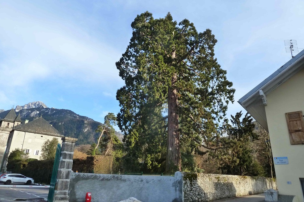 Séquoias géant à St Pierre en Faucigny