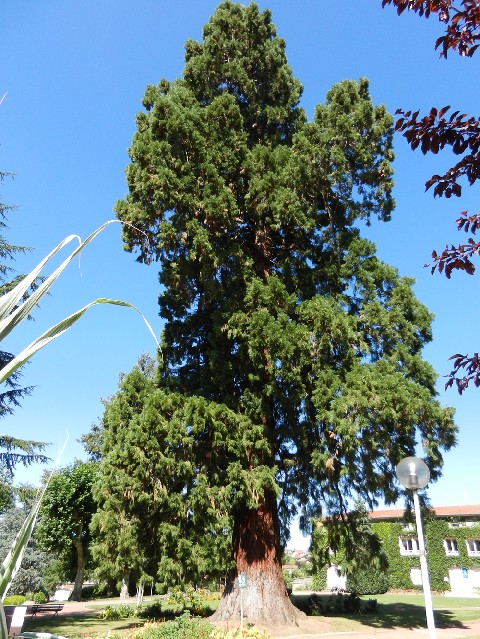 Séquoia géant à St Symphorien sur Coise