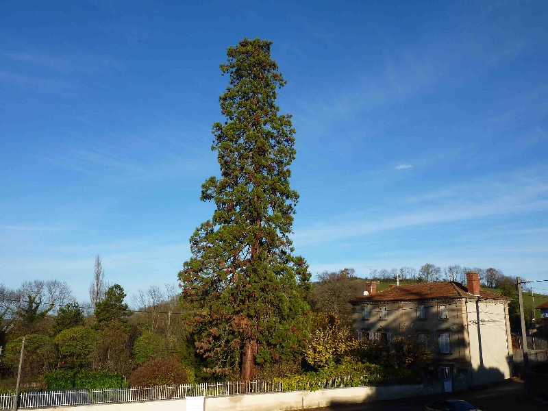 Séquoia géant à St Victor de Cessieu