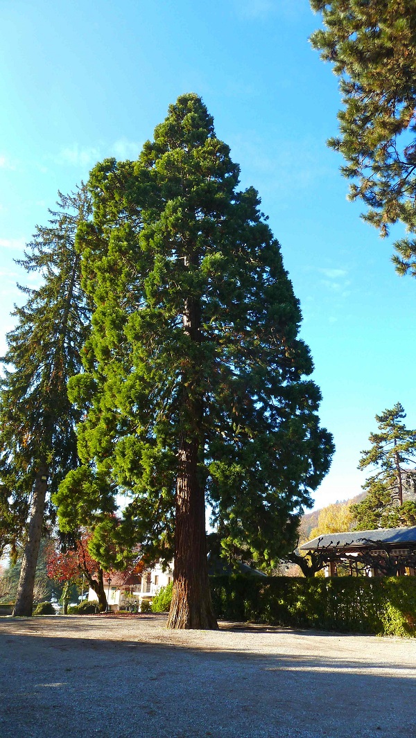 Séquoia géant à Talloires