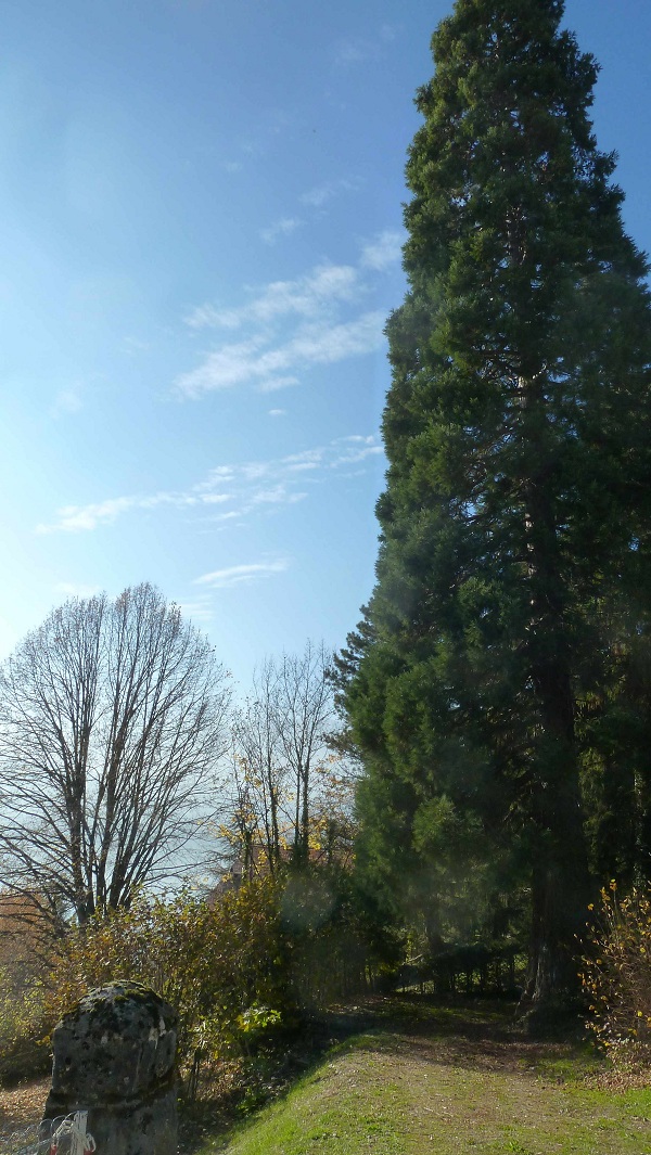 Séquoia géant à Talloires