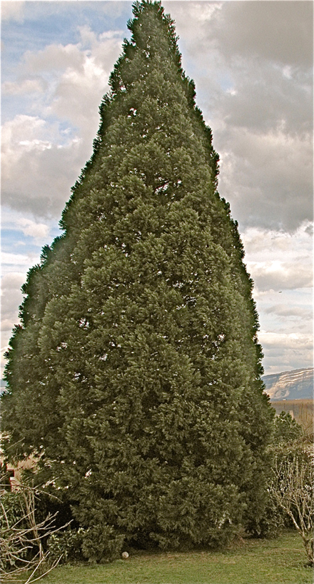Séquoia géant à Thoiry ©  © Jean Kratzer