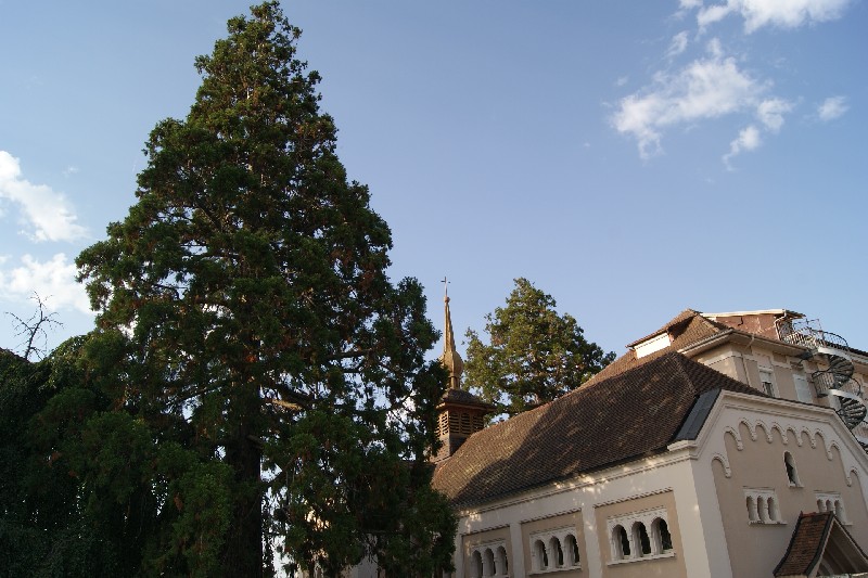 Séquoias géants à Thonon les Bains