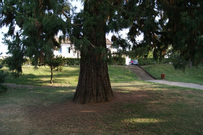 Séquoia géant au parc des thermes