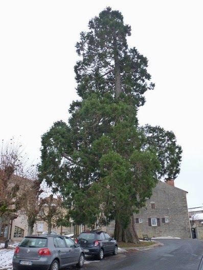 Séquoia géant à Usson en Forez