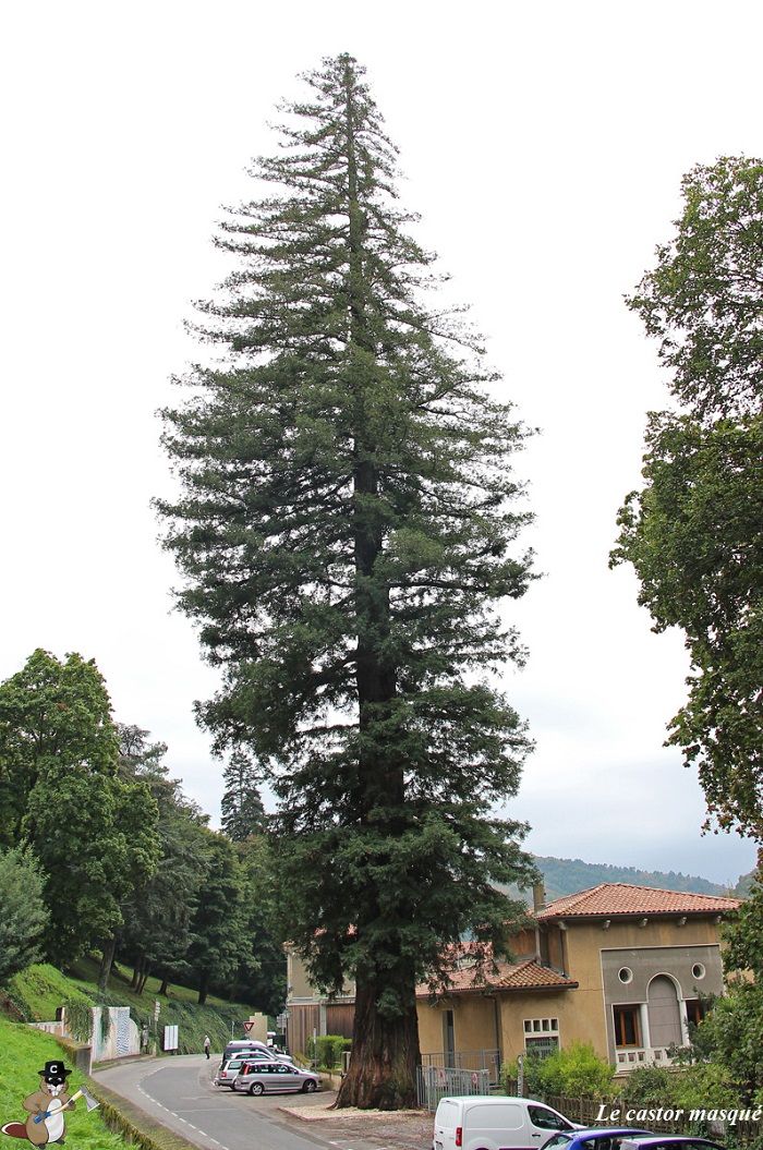 Séquoia sempervirens à Vals-les-Bains