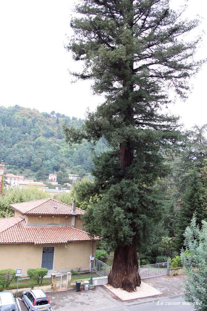 Séquoia sempervirens à Vals-les-Bains