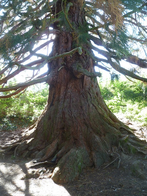Séquoia géant du sentier botanique