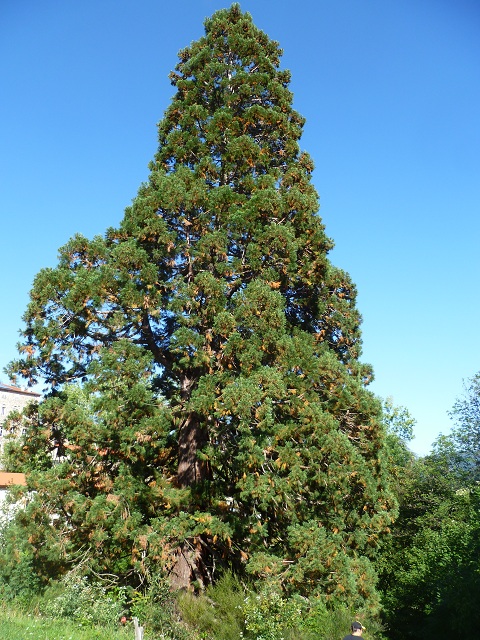 Séquoia géant à Vanosc