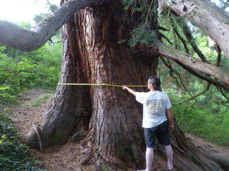 Séquoia géant à Vanosc