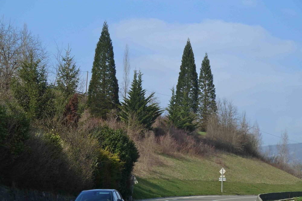 Séquoias géants à Vanzy