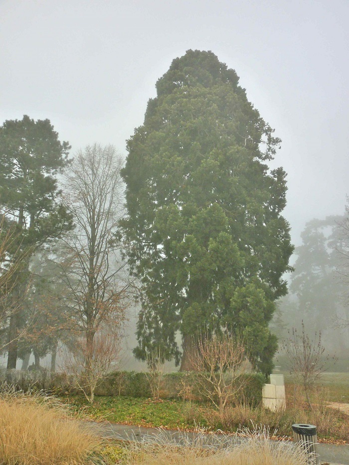 Séquoia géant à Vetraz Monthoux