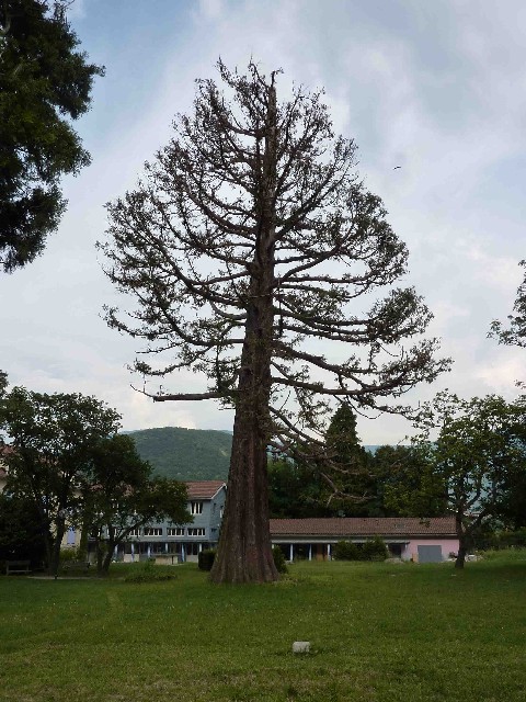 Séquoia géant à Vif