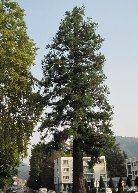 Séquoia géant à Voiron