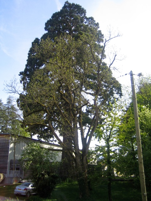 Séquoia géant à Voiron