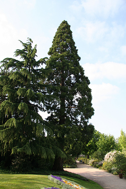 Les promeneurs vous donne une idée de la taille de ce séquoia ©Stéphane Sudré