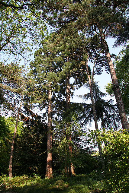 sequoiadendron giganteum, Jardin des Plantes