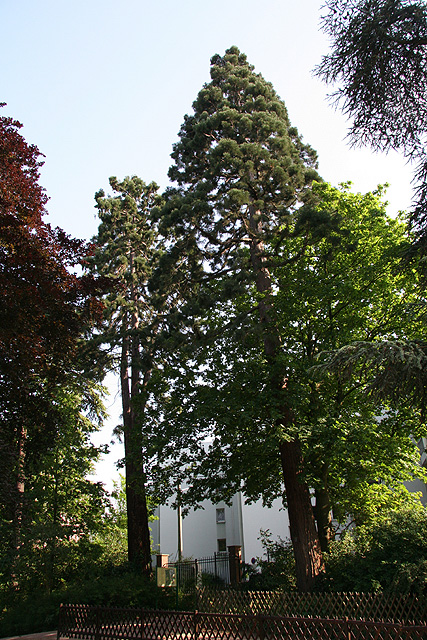 séquoias