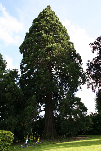 Séquoia géant à Saint-Léger-du-Bourg-Denis © Stéphane Sudre