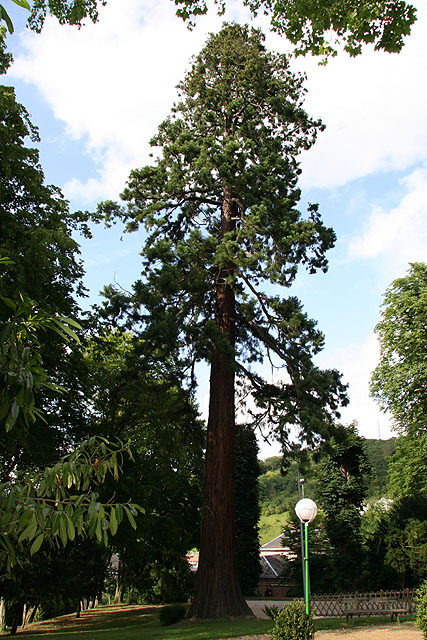 Séquoia géant, Saint-Léger-du-Bourg-Denis © Stéphane Sudre