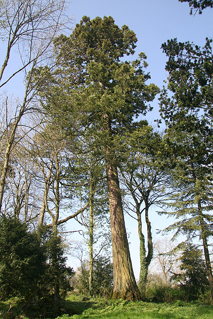 Séquoia géant  Valleroy-le-Sec © Stéphane Sudre