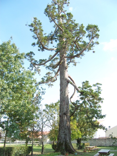Séquoia géant à Yves