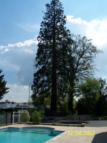 Séquoia géant, Aurillac