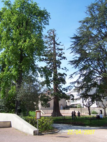 Sequoiadendron giganteum, Aurillac