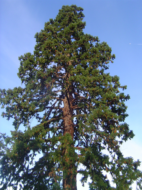sequoiadendron giganteum, Bernay © Eric Touya