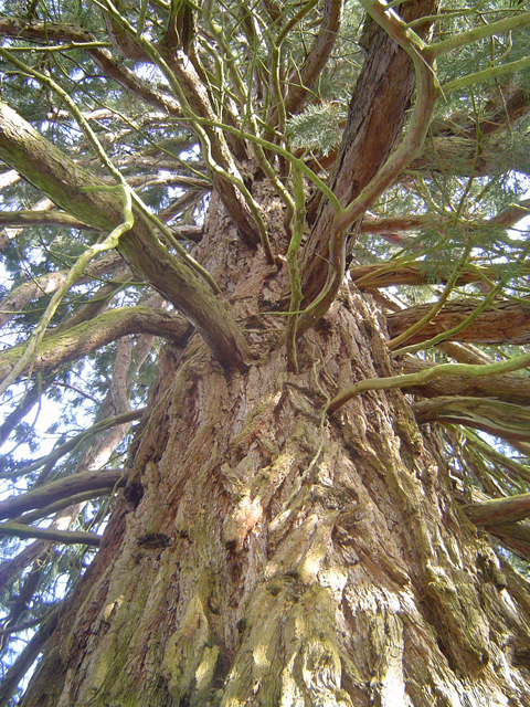 Tronc de séquoia géant © Eric Touya