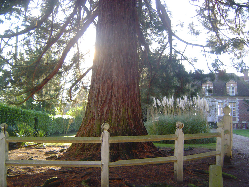 Séquoia géant au Manoir de Richelieu © Eric Touya