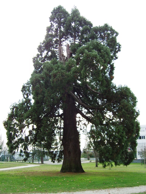 Séquoia géant foudroyé