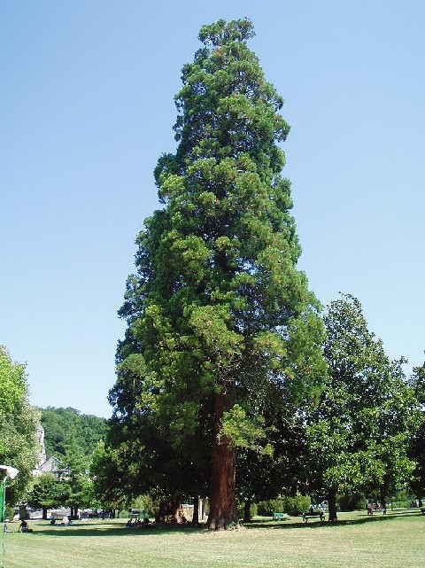 Séquoia géant à Brantôme