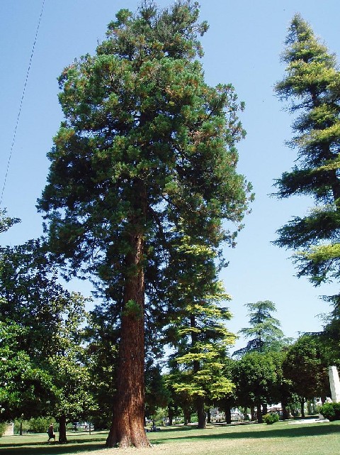 Séquoia géant, Brantôme