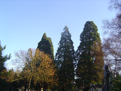 Séquoias géants à Caen © Eric Touya