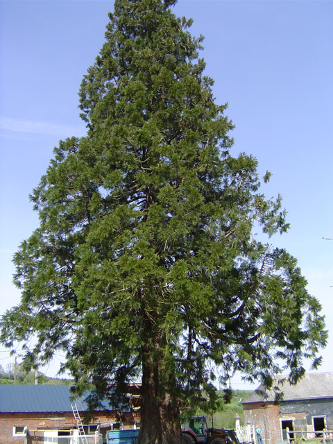 Séquoia géant au haras de la Bonnerie © Eric Touya