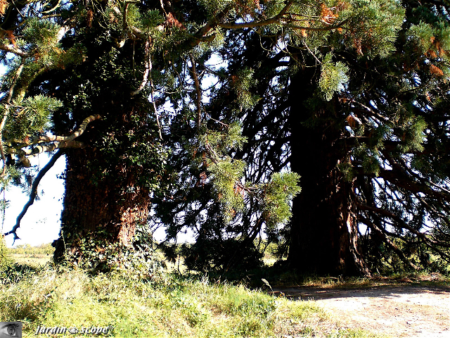 Séquoia géant à Cormeray
