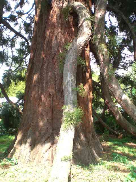 Tronc du séquoia de Courson © Le Jardinoscope