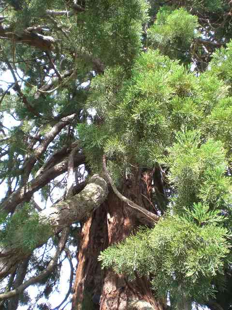 Séquoia géant de Courson  © Le Jardinoscope