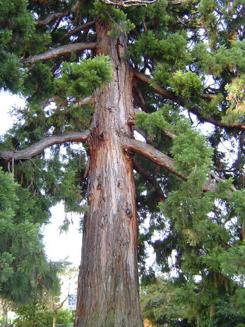 Superbe séquoia géant à Evian  © Eric Touya