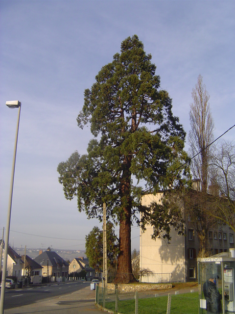 Séquoia géant à Evreux © Eric Touya