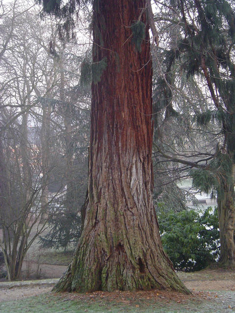 Séquoia géant au Jardin Public d'Evreux © Eric Touya