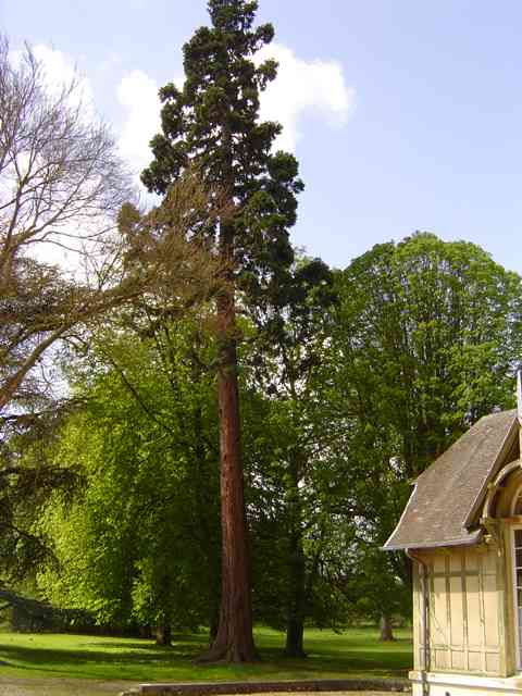 Séquoia géant au Château de Melleville © Eric Touya
