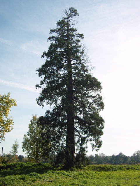 Séquoia géant à Libourne