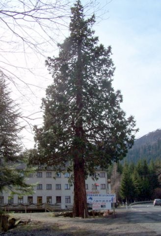 Séquoia géant à Lioran (Cantal)