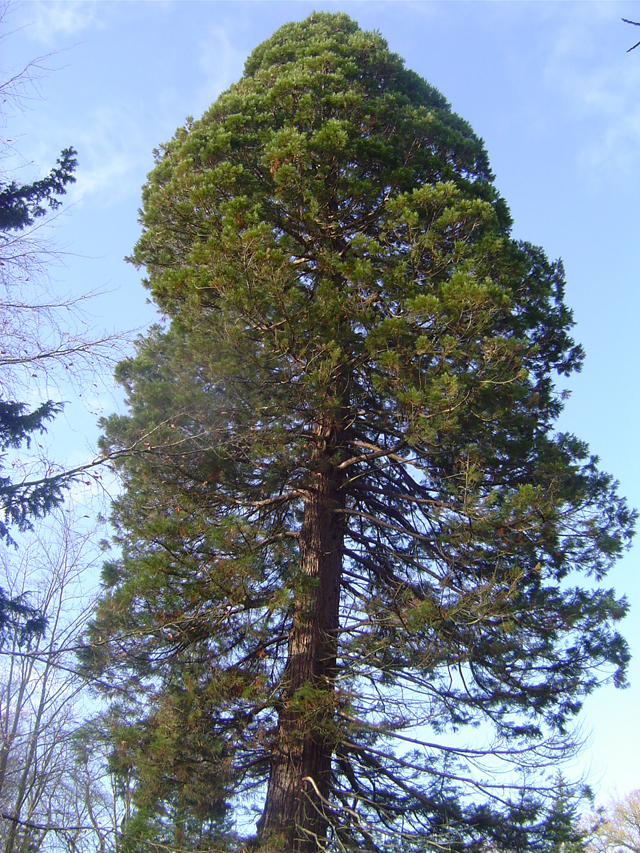 Séquoia géant à Lisieux © Eric Touya