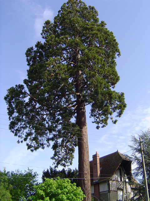 Séquoia géant, Rue de Lisieux à Livarot © Eric Touya