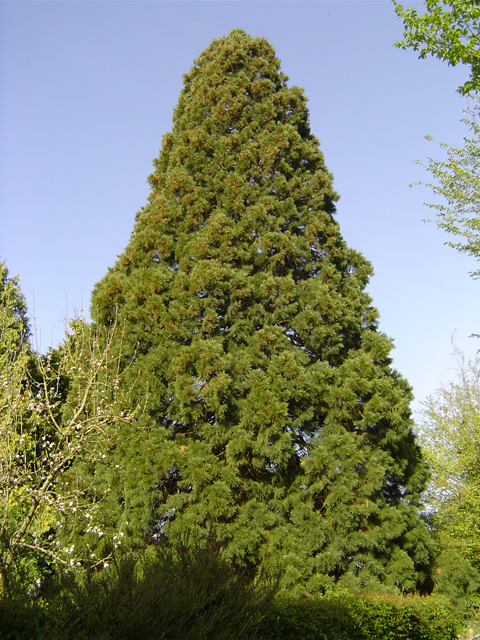 Séquoia géant le long de la D-12 à Monnai © Eric Touya
